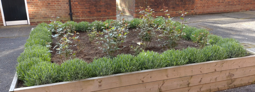 A planter box in the middle of the courtyard outside Kingfisher House on the Barrow Hill Estate which was looking neglected and lacking any proper plants has recently been transformed thanks to Cllr Rigby’s help. 