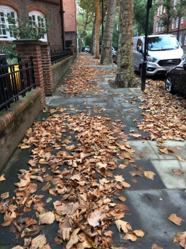 Leaves on the pavement 